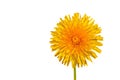 One yellow bright beautiful dandelion close-up on a white isolated background Royalty Free Stock Photo