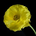One yellow buttercup flower Royalty Free Stock Photo