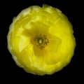 One yellow buttercup flower Royalty Free Stock Photo