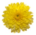 One yellow chrysanthemum flower Royalty Free Stock Photo