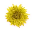 One yellow Chrysanthemum Flower Isolated over White Royalty Free Stock Photo