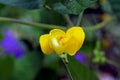 Yellow flower of bean, Adzuki bean, Yellow Corkscrew Vine, Vigna angularis Royalty Free Stock Photo