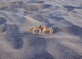 One yellow crab on the coast