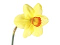 One yellow daffodil isolated on white background Royalty Free Stock Photo
