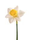 One yellow daffodil isolated on white background. Colored daffodil isolated on white background. Royalty Free Stock Photo