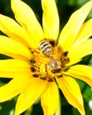 One yellow daisy and a bumble bee blooming in a garden Royalty Free Stock Photo