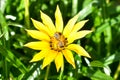 One yellow daisy blooming in a garden