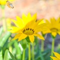 One yellow daisy and a bumble bee blooming in a garden Royalty Free Stock Photo