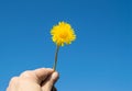 One yellow dandelion against a blue sky on a Sunny day in hand Royalty Free Stock Photo