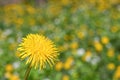 One yellow dandelion close-up on a blurred background of a yellow-green field. Selective focus. Royalty Free Stock Photo