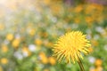 One yellow dandelion close-up on a blurred background of a yellow-green field. Selective focus. Royalty Free Stock Photo