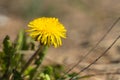 One yellow dandelion close up with blurry background Royalty Free Stock Photo