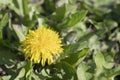 yellow dandelion flower on background of green grass, spring flowers background Royalty Free Stock Photo