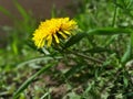 One yellow dandelion flower in green grass. Royalty Free Stock Photo