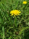 One yellow dandelion flower in green grass. Royalty Free Stock Photo