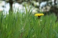 One yellow dandelion flower growing in a spring garden lush grass, side view, closeup Royalty Free Stock Photo