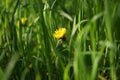 One yellow dandelion flower growing in a spring green grass Royalty Free Stock Photo