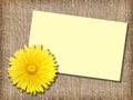 One yellow dandelion-flower with message-card Royalty Free Stock Photo