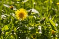 A yellow dandelion head is on a beautiful blurred green background