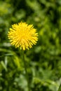 A yellow dandelion head is on a beautiful blurred green background Royalty Free Stock Photo