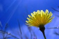 Yellow desert dandelion flower, Anza Borrego desert state park,