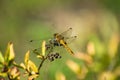 One yellow dragonfly sitting on a plant Royalty Free Stock Photo