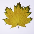 One yellow dry fallen maple leaf on white background, top view, close-up, copy space Royalty Free Stock Photo