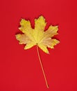 One yellow dry leaf of a maple on a red background Royalty Free Stock Photo