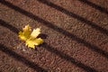 One yellow dry maple leaf on a red coating close-up. A striped shadow from the fence falls on a yellow maple leaf Royalty Free Stock Photo