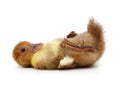 One yellow duckling on his back Royalty Free Stock Photo