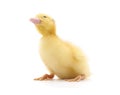 One yellow duckling Royalty Free Stock Photo