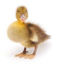 One yellow duckling Royalty Free Stock Photo