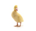 One yellow duckling. Royalty Free Stock Photo