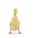 One yellow duckling. Royalty Free Stock Photo