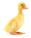 One yellow duckling. Royalty Free Stock Photo