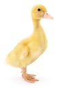 One yellow duckling. Royalty Free Stock Photo