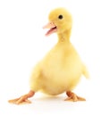 One yellow duckling. Royalty Free Stock Photo