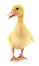 One yellow duckling. Royalty Free Stock Photo