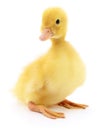 One yellow duckling. Royalty Free Stock Photo