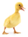 One yellow duckling. Royalty Free Stock Photo