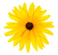 One yellow flower Royalty Free Stock Photo