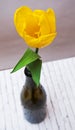 One yellow flower in a bottle on the table Royalty Free Stock Photo