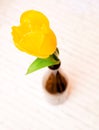 One yellow flower in a bottle on the table Royalty Free Stock Photo