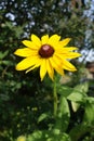 Yellow flower with brown middle