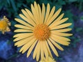 one yellow flower bud close up on blurred background top view Royalty Free Stock Photo