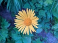 one yellow flower bud close up on blurred background top view Royalty Free Stock Photo