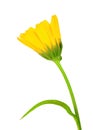 One yellow flower of calendula Royalty Free Stock Photo