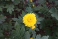 One yellow flower of Chrysanthemum in October Royalty Free Stock Photo