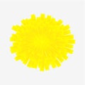 One yellow flower of dandelion isolated on white background.