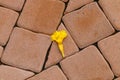 One yellow flower drop and died on brick block Royalty Free Stock Photo